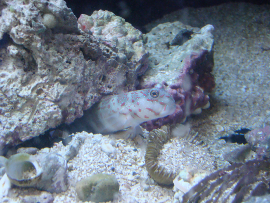  Cryptocentrus leptocephalus (Pink-speckled Shrimp Goby)